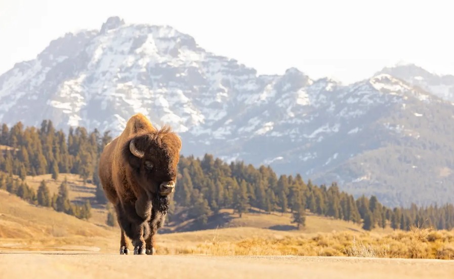 Yellowstone’s Bison are Nature’s&nbsp;Architects